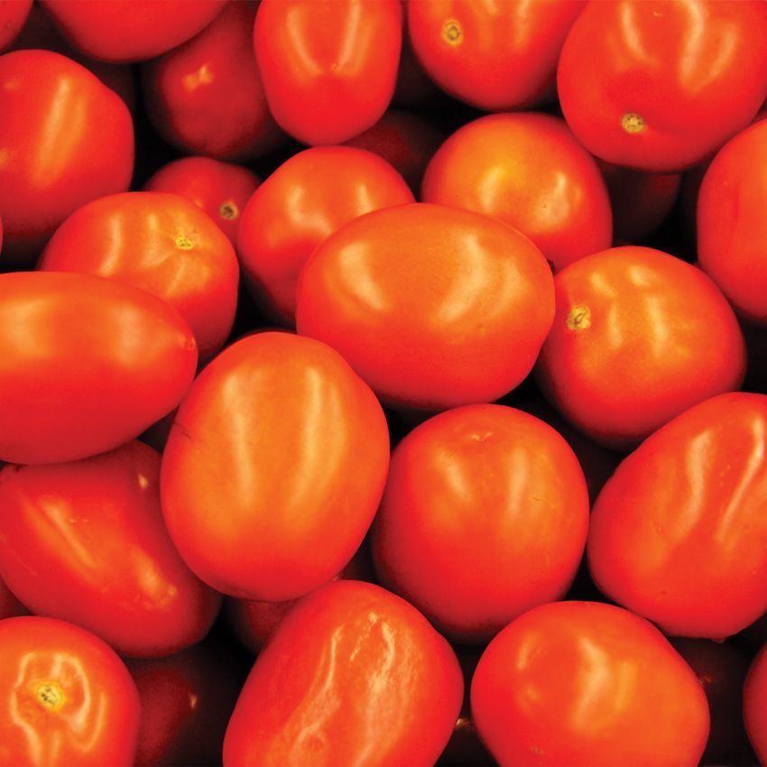 Roma Tomatoes, $1.49 Lb.