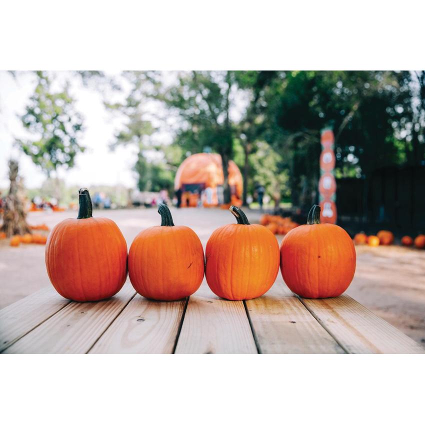 Carving Pumpkins