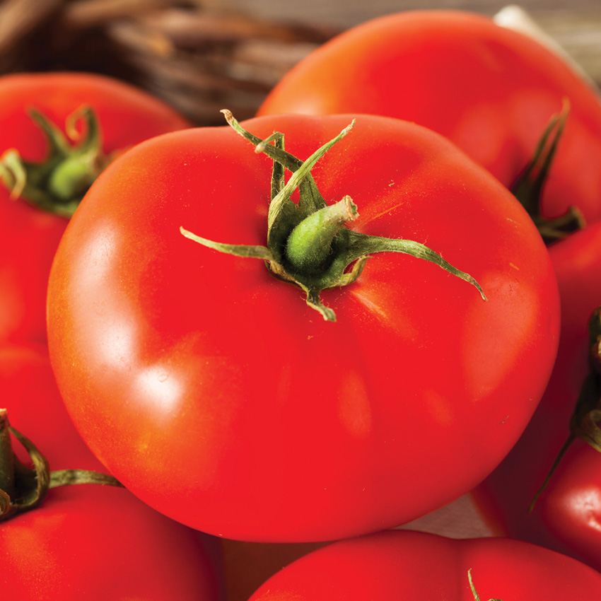 Fresh Tomatoes