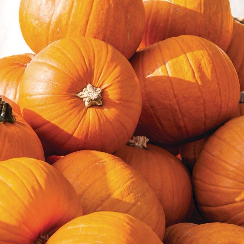 Large Pumpkins