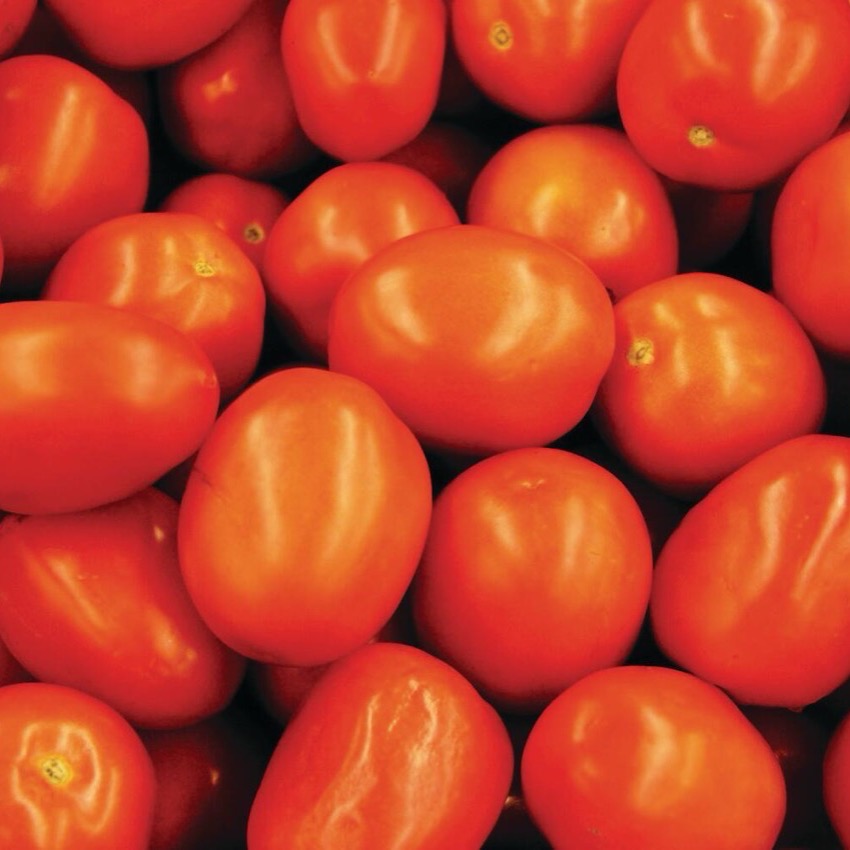 Extra Large Roma Tomatoes