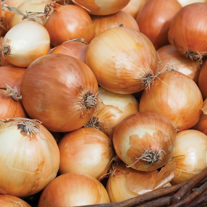 Yellow Onions, 69¢ Lb.