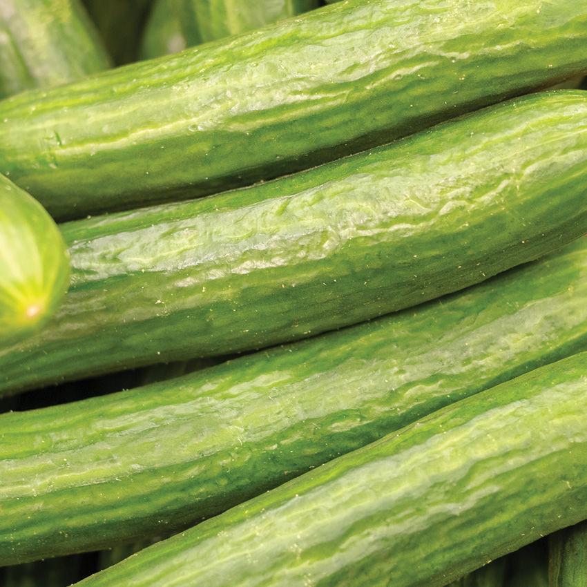 Crisp Cucumbers