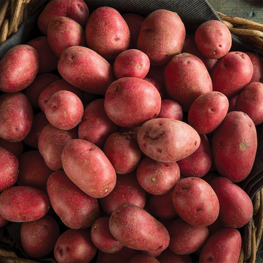5 Lb. Bag Fresh Red Potatoes