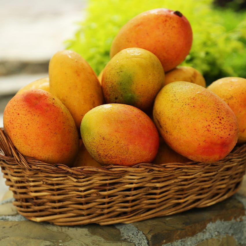 Mangos, 69¢ Ea.