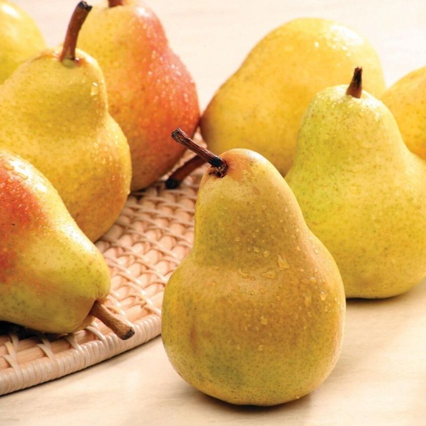 Bartlett or Bosc Pears, $1.99 Lb.