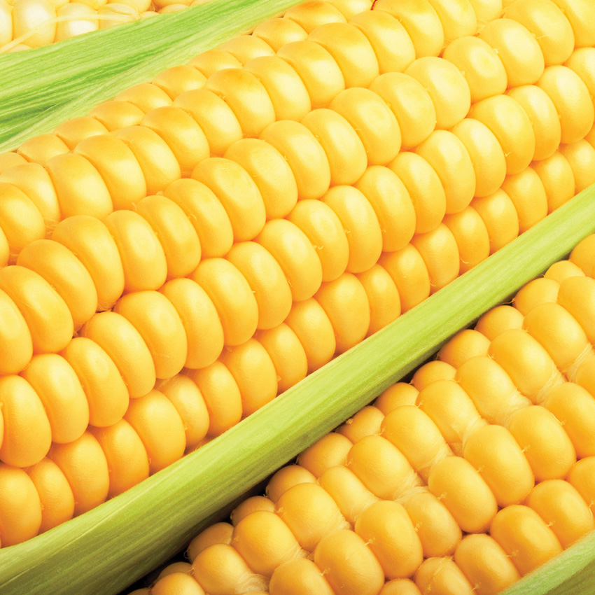 Sweet Corn