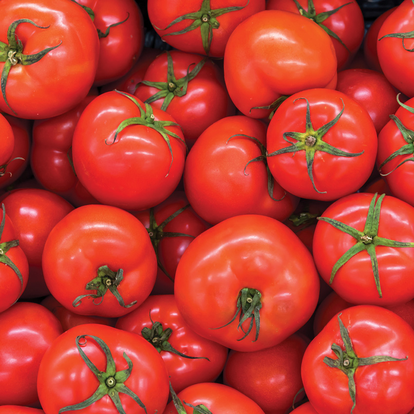 Fresh Tomatoes