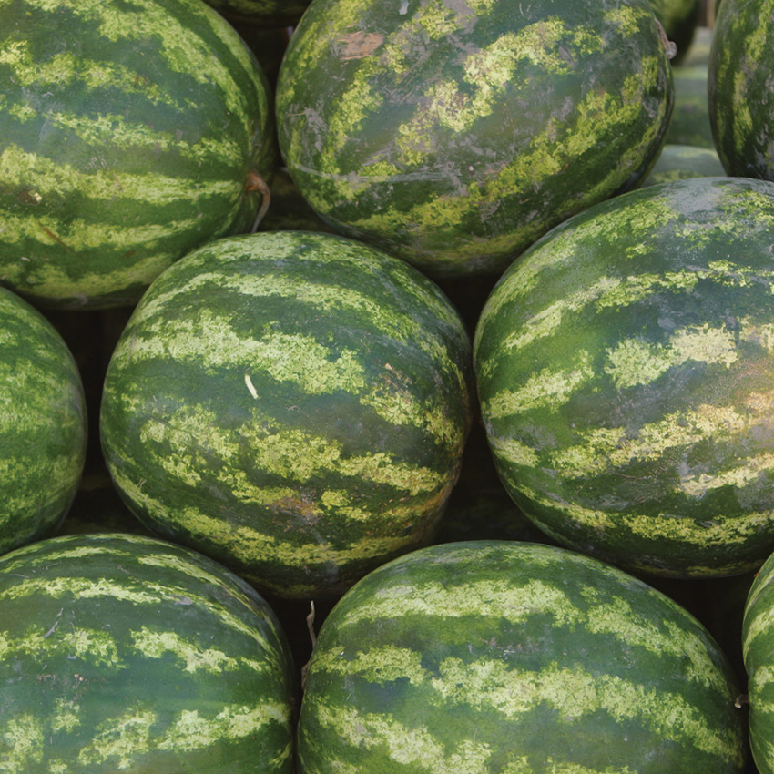 Fresh Watermelon