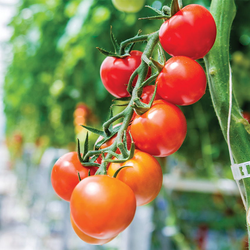 Tomatoes on The Vine
