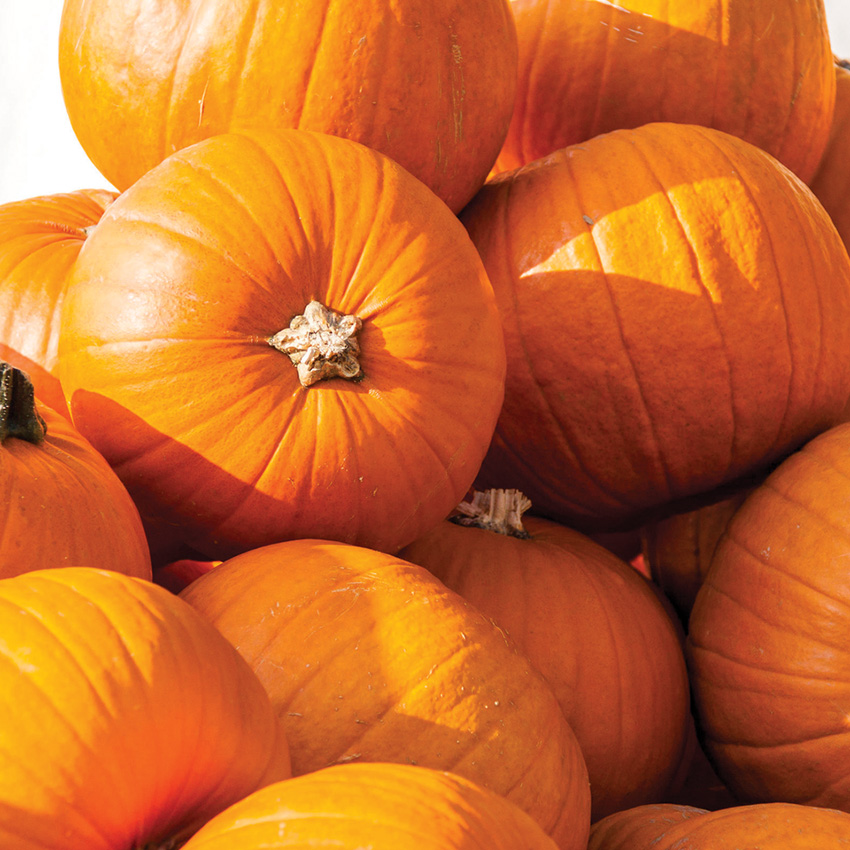 Fresh Pumpkins