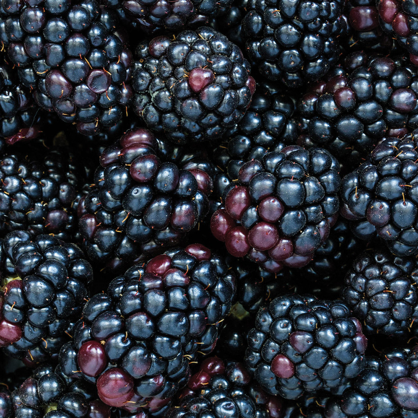 6 oz. Fresh Blackberries
