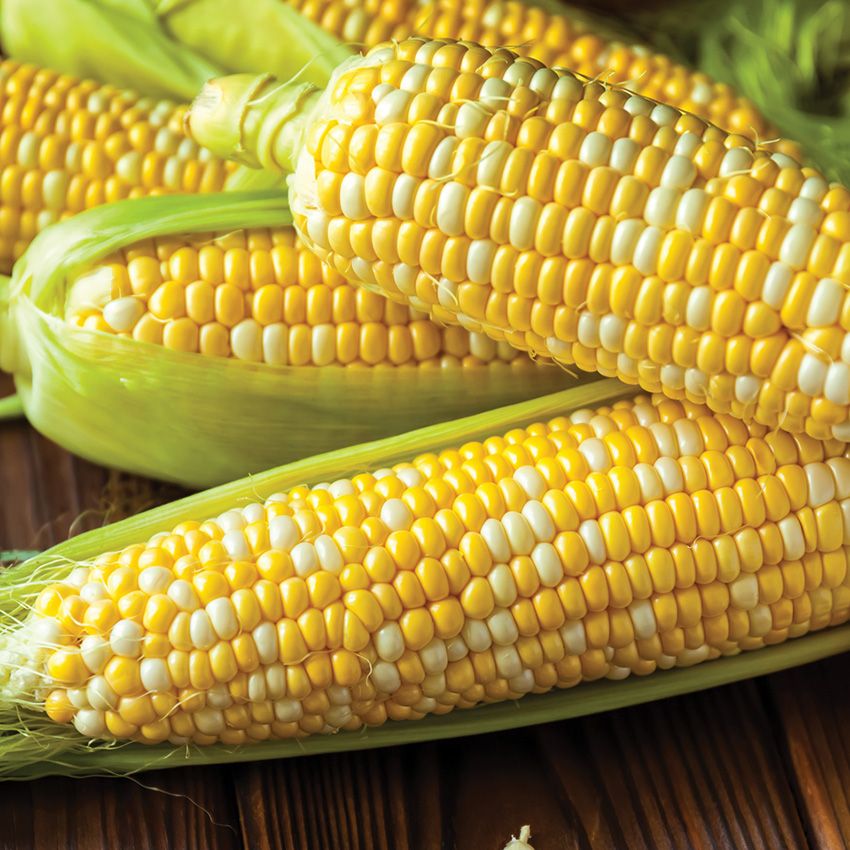 Bi-Color Corn, 40¢ Ea.