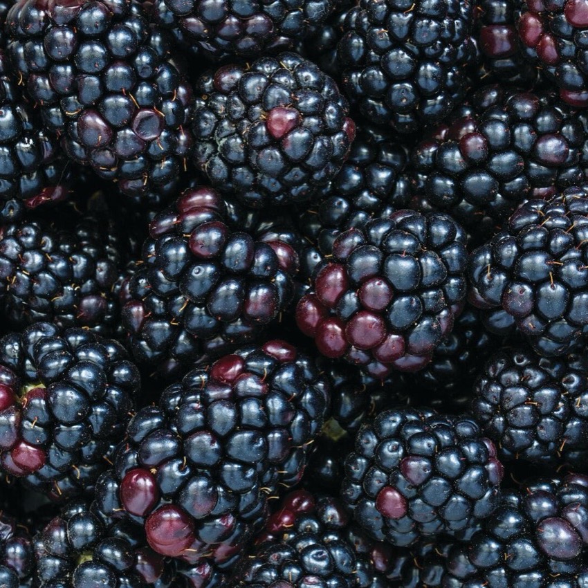 6 Oz. Pkg. Blackberries